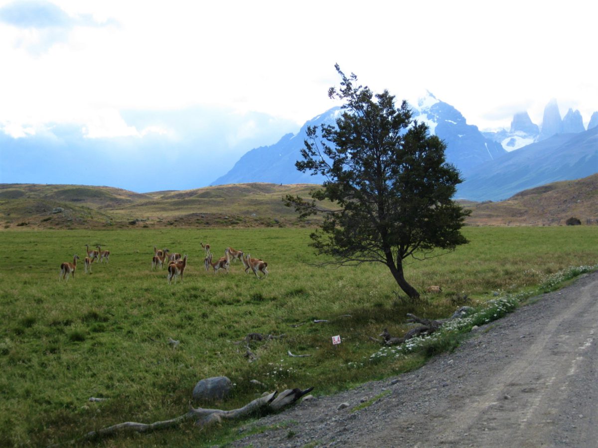 Guanaco w Torres del Paine. Żyją stadach w liczących około 20-30 osobników
