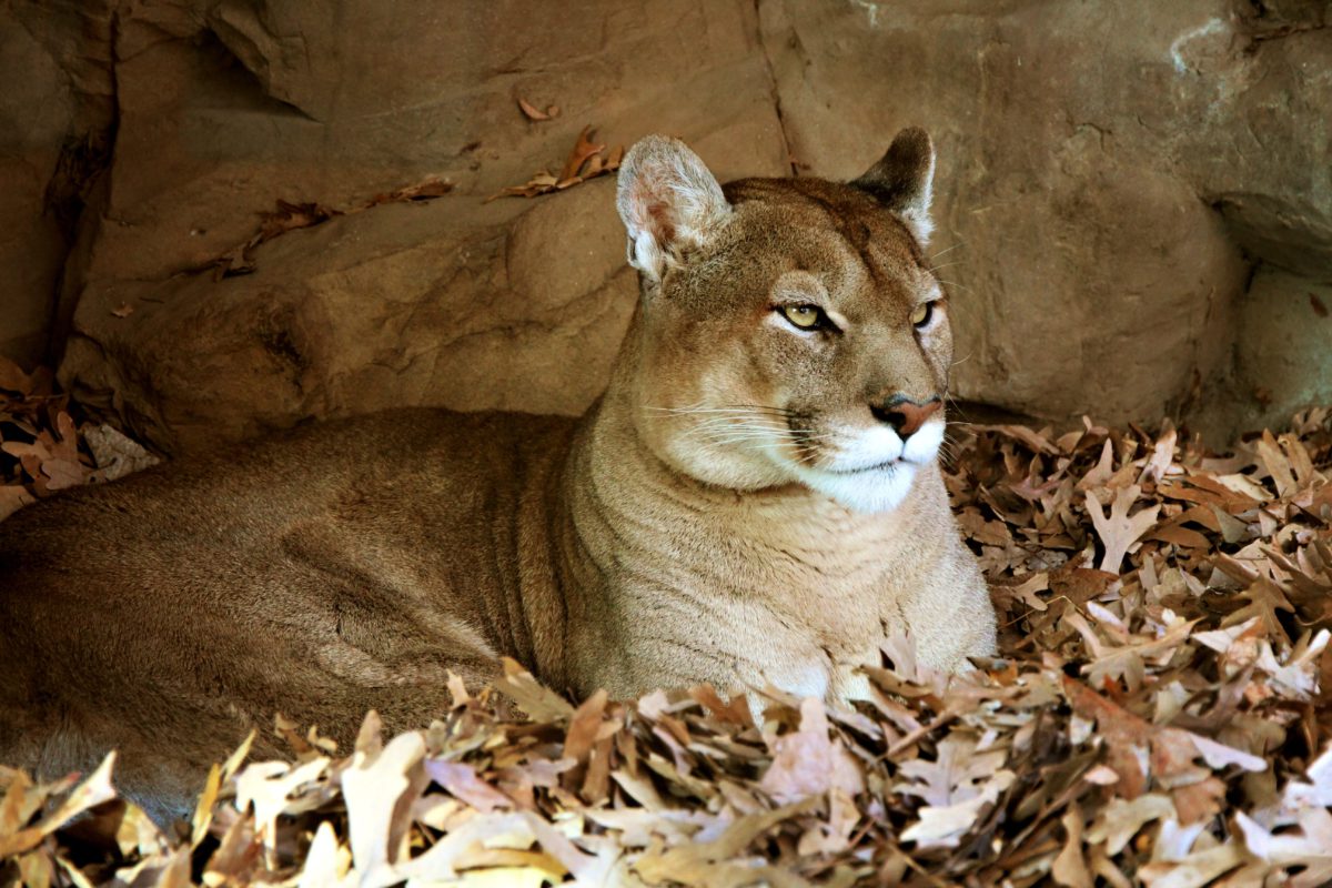 Puma jest zwierzęciem płochliwym i wybiera zaciszne miejsca