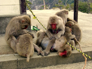 Miyajima - małpki.