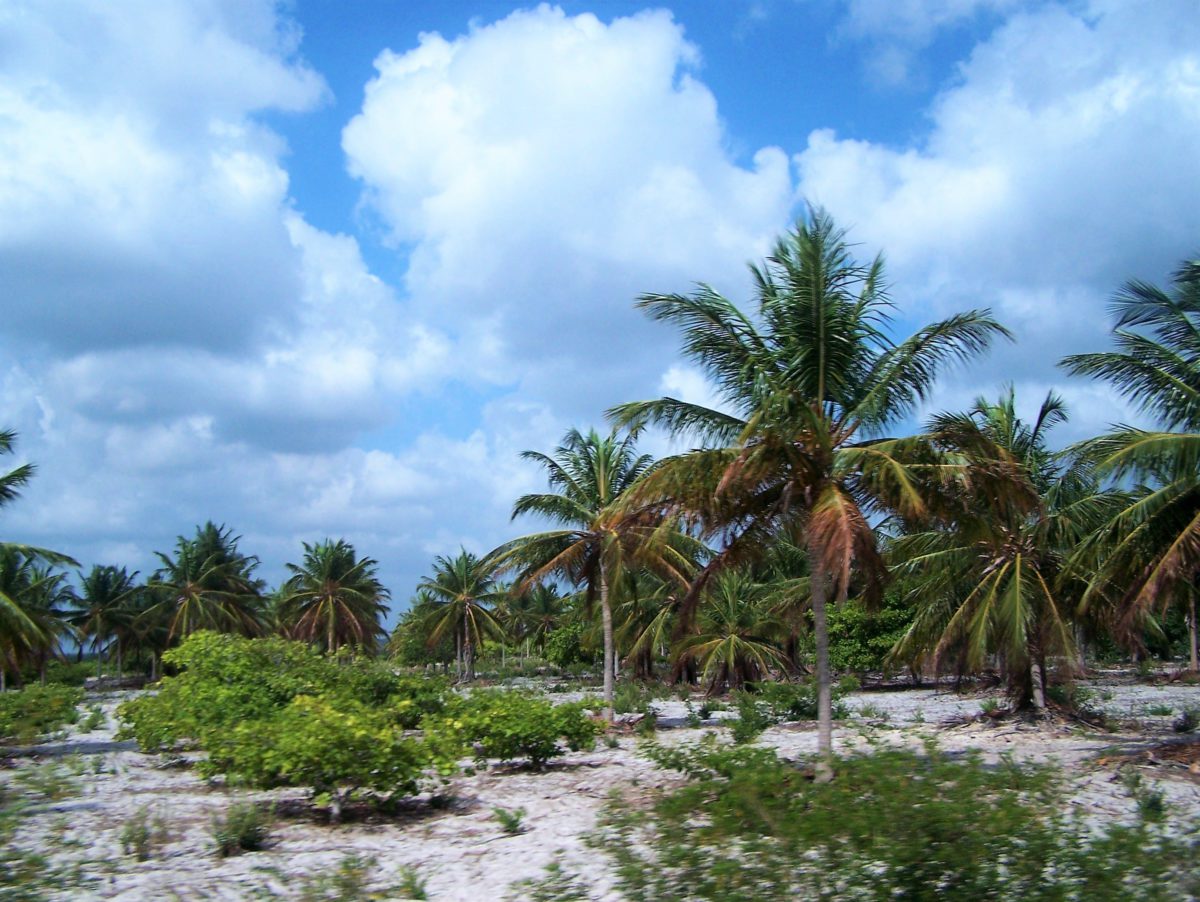 Drzewa palmowe tworzą gęste zagajniki