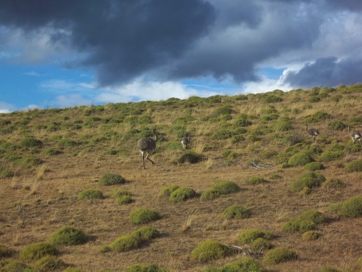 Nandu czyli strusie amerykańskie lub inaczej strusie pampasowe zamieszkują pustkowia Torres del Paine