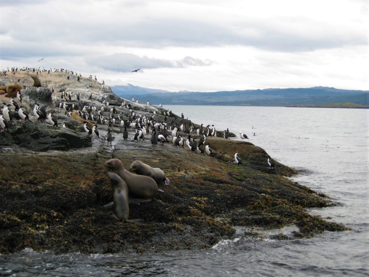 Uchatki patagońskie są doskonałymi pływakami. Żywią się rybami i głowonogami