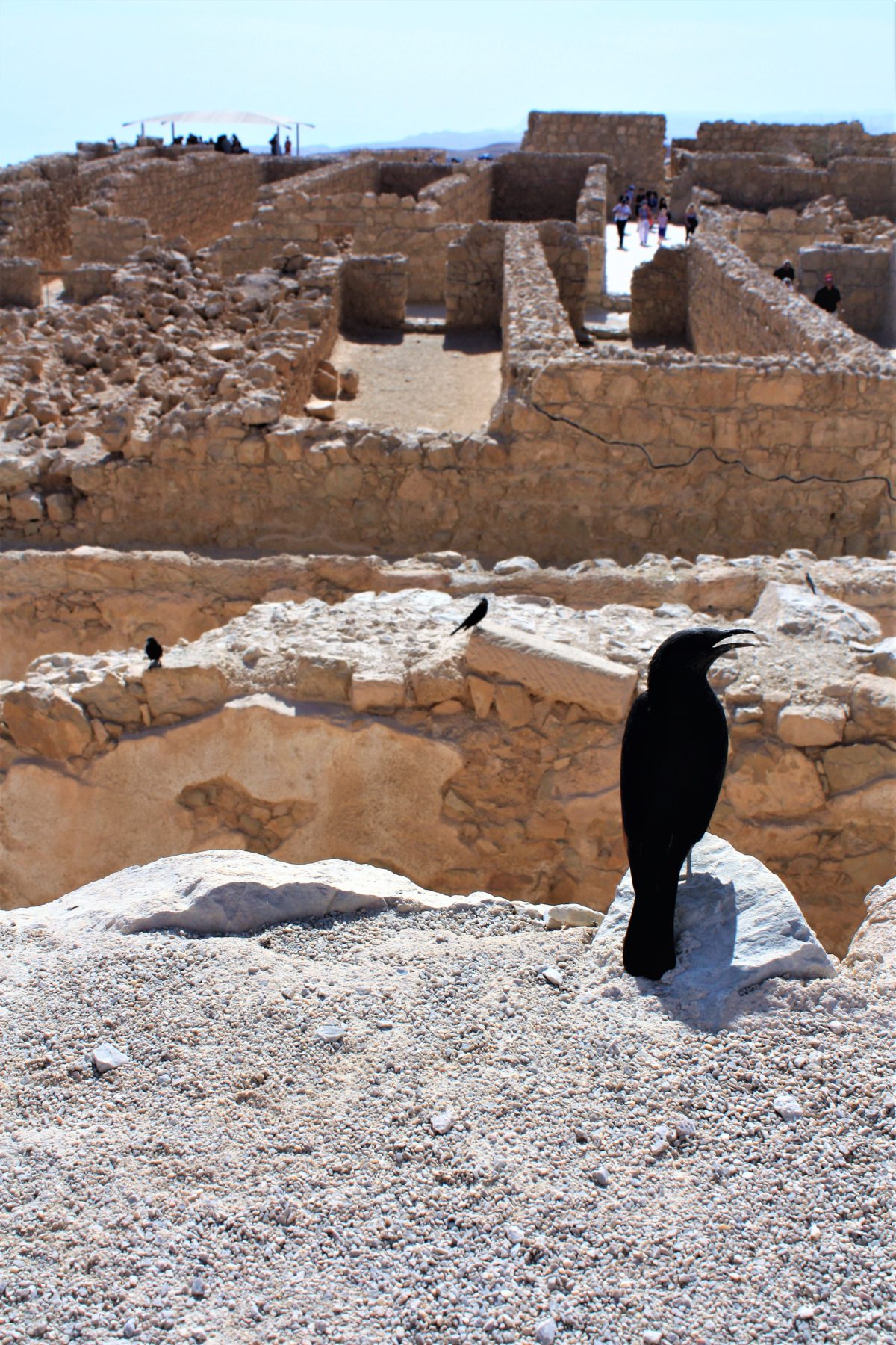 Czarne kruki są częstymi gośćmi w twierdzy Masada