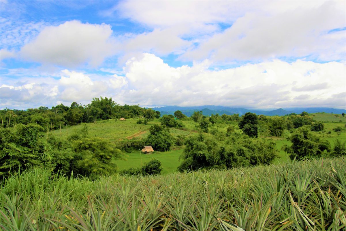 Zielone wzgórza w północnej Tajlandii