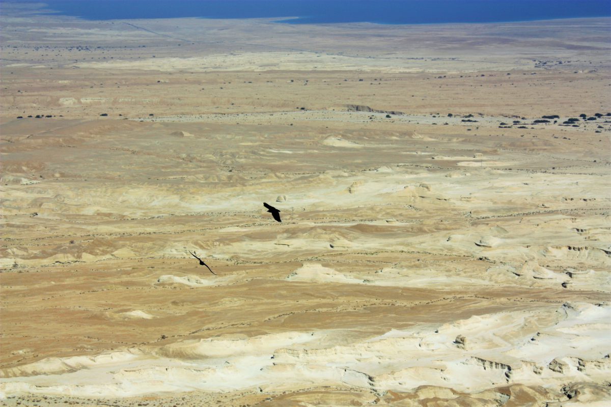 Ptaki symbolizują wolność, o którą walczyli mieszkańcy Masady. W tle błękitna tafla Morza Martwego