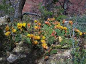 Kaktusy porastające zbocza Wielkiego Kanionu