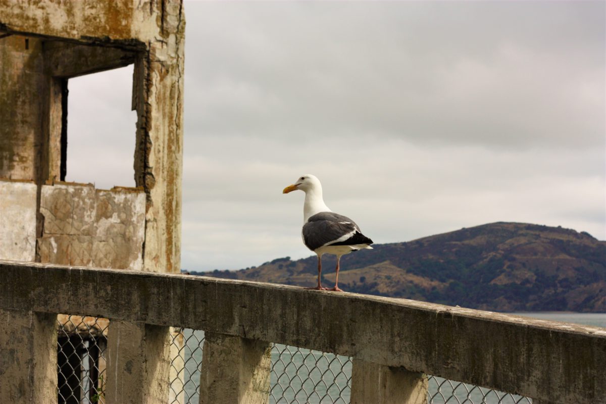 Ptak jako symbol wolności na murach Alcatraz