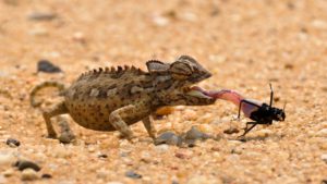 Kameleon Namaqua żyje głównie w zachodniej części Pustyni Namib. Ciało dorosłego osobnika mierzy około 25 cm