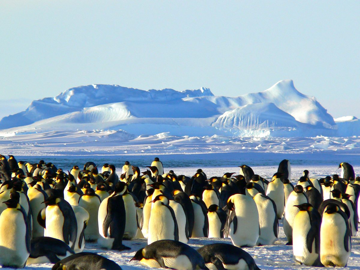 Pingwin cesarski, największy i najdorodniejszy wśród wszystkich pingwinów. To wyjątkowy ptak o biało-czarnym upierzeniu, z charakterystycznymi żółtopomarańczowymi plamami na grzbiecie i w okolicach podgardla