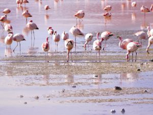 Częstymi gośćmi na Salar de Uyuni są różowe flamingi