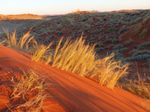 Namib zajmuje powierzchnię 130.000 km²