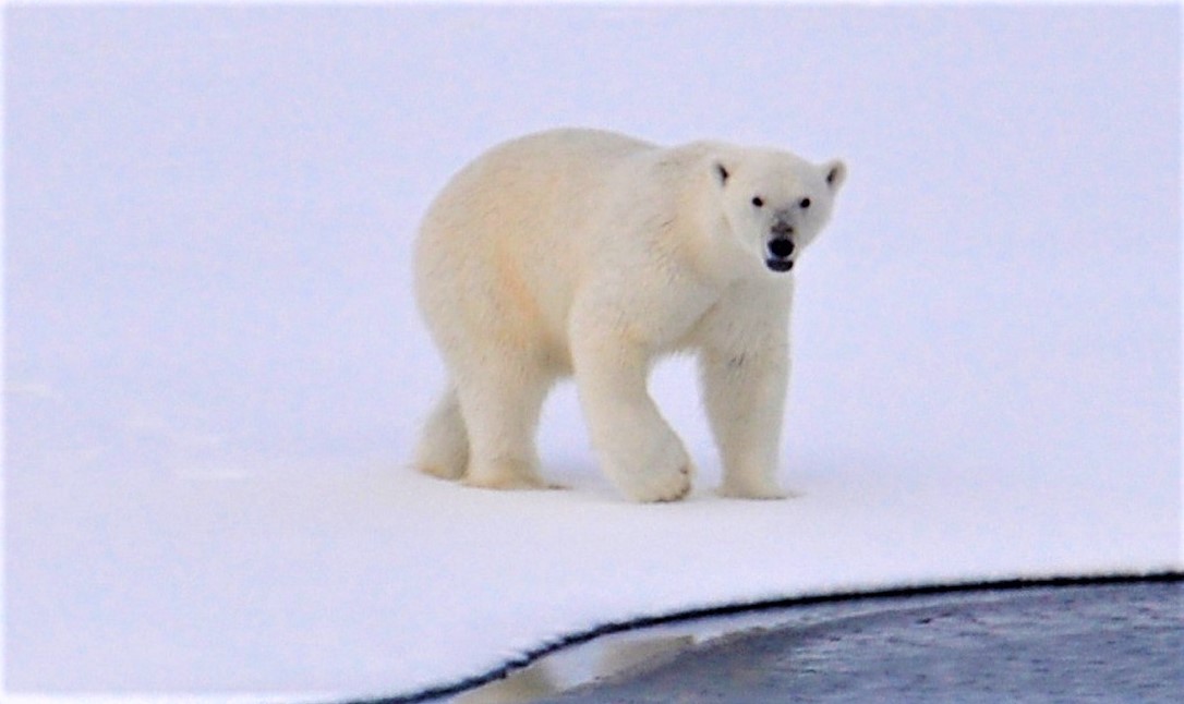 Niedźwiedzie polarne prowadzą samotny tryb życia łącząc się w pary jedynie w okresie godowym