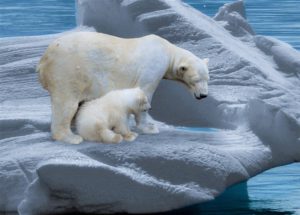 Młode niedźwiedzie polarne poprzez zabawy uczą się sztuki polowania na lądzie i w morzu