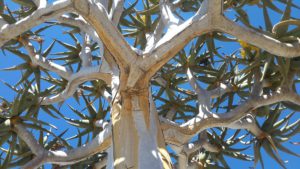Drzewo kołczanowe z rodziny aloesowatych. Dorosłe osobniki mają około 9 metrów wysokości